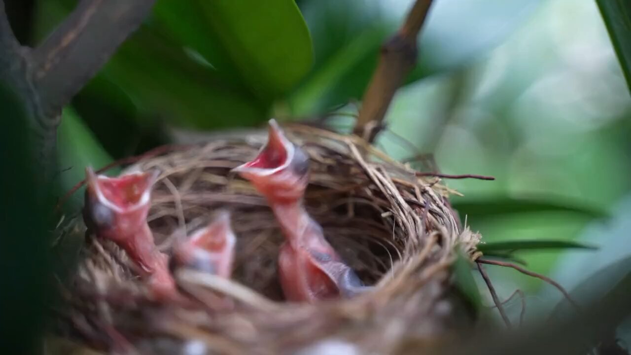 Follow me for more videos 🐕🦜🐈🐒❤️