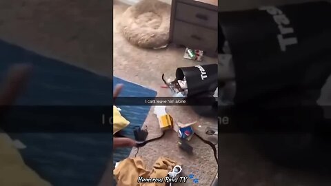 Funny animals 2024😂- Funniest Cats and Dogs Video😹🐶 #22