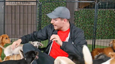 I Adopted 100 Dogs!!!