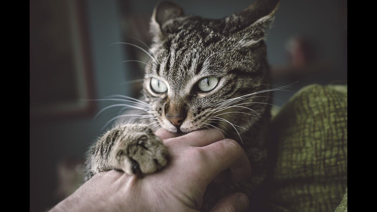 5 Things Your Cat Will NEVER Forgive You For !
