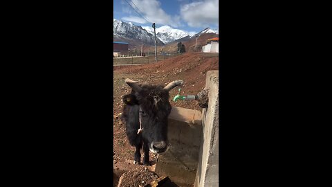 cow with high iq
