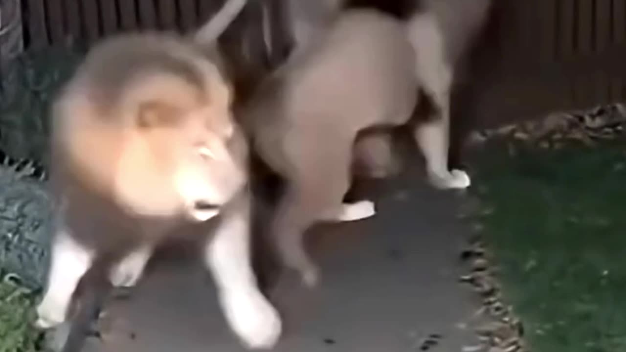 Why do you keep a cat at home?