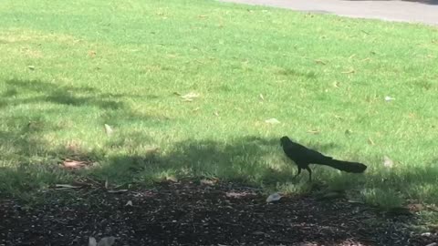 walking is good for the heart. Walking as a birds.🕊🦅