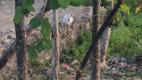 Cat And Birds