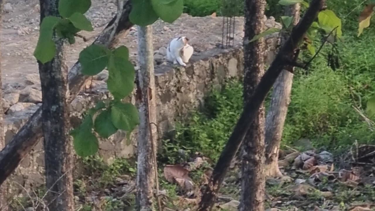 Cat And Birds