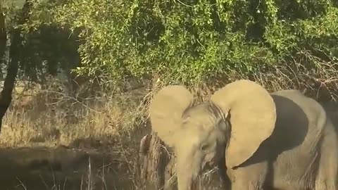 🐘😍 Baby Elephant's Adorable Tumble | FunFM