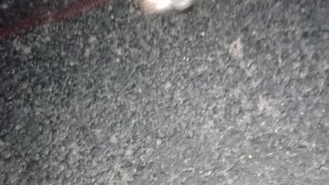 Villanova Kiko ChaCha Paco night doggie walk rest area shortly after sun went down202581248