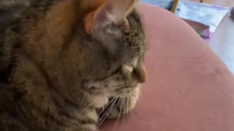 😍😍😘🔥 😍💦 FUNNY Animals and pet's💕😘 😘🔥 💕😘 😍💦 💦