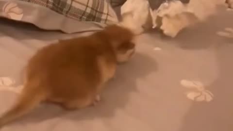 Dog's Comedy Videos 🤣 so cute videos and puppies comedy scenes 😂 so cute 🥰🥰🥰🥰