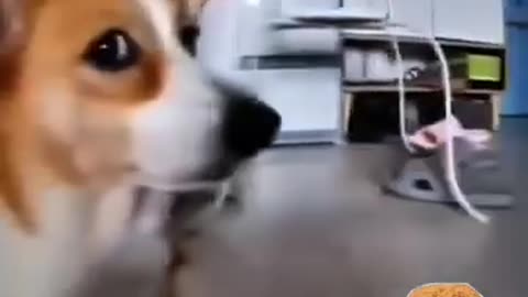 😱🤣 He Knows... | FunFM