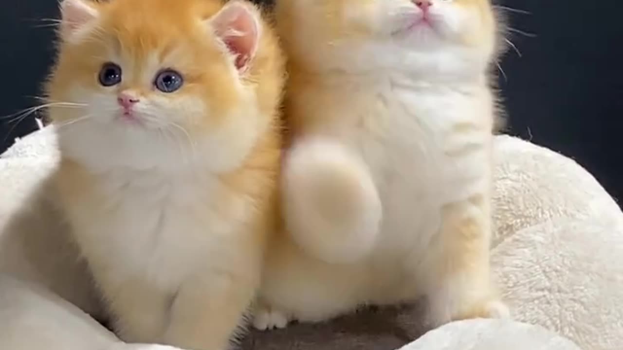 Two Sweetest Kittens Ever – Cuteness Overload! 🐱💖