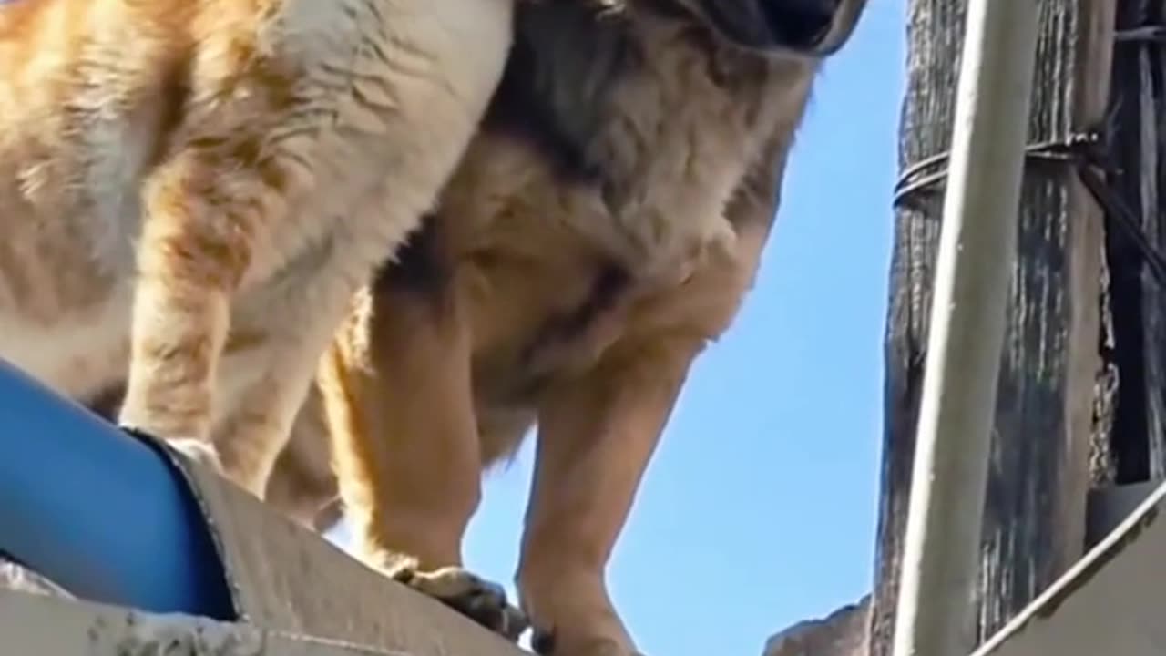 📹 Trending Chinese Viral Videos | Funny, Emotional & Shocking Moments