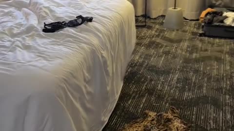Surprising my husband on his work trip.hd
