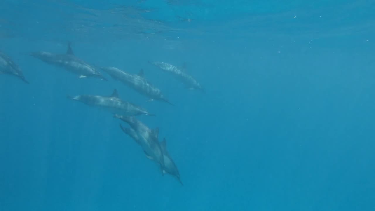 Guardians of the Ocean Exploring Marine Life and Its Mysteries