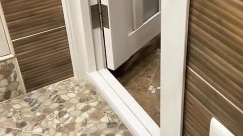 Funny animals