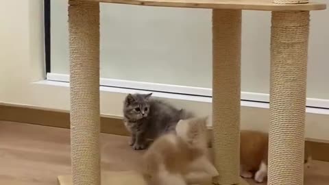 Funny and Cute Cats Compilation 🐱