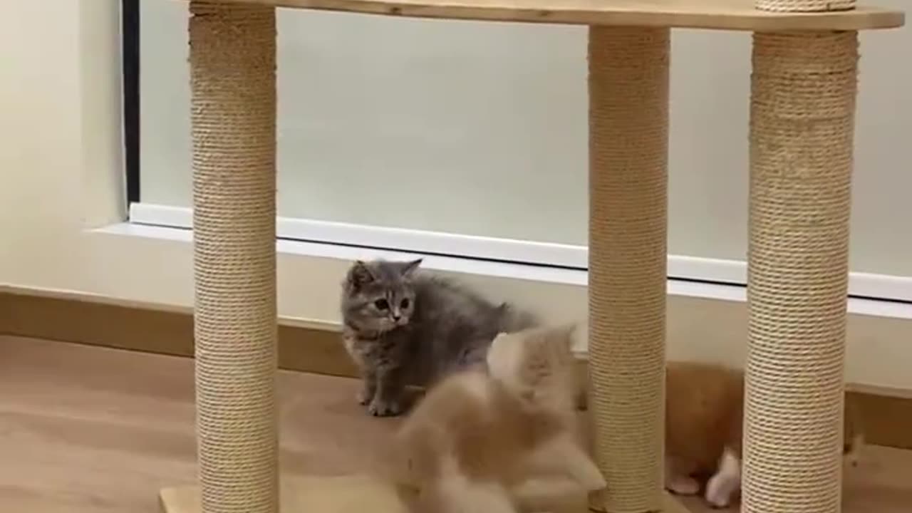 Funny and Cute Cats Compilation 🐱