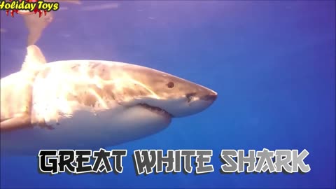 Great White Shark is Very Scary when Eating Big Fish