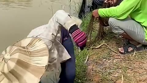 The animals. Issue 7.