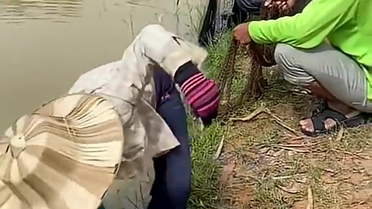 The animals. Issue 7.