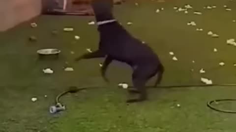 Funny moments with dogs and cats