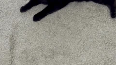 Cute Precious Piper Enjoys Guarding the Lobby - Adopting a Cat from a Shelter Vlog