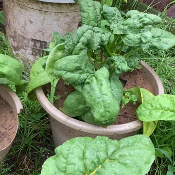 Swiss Chard, spinach, and kale get another look.