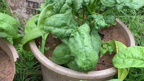 Swiss Chard, spinach, and kale get another look.
