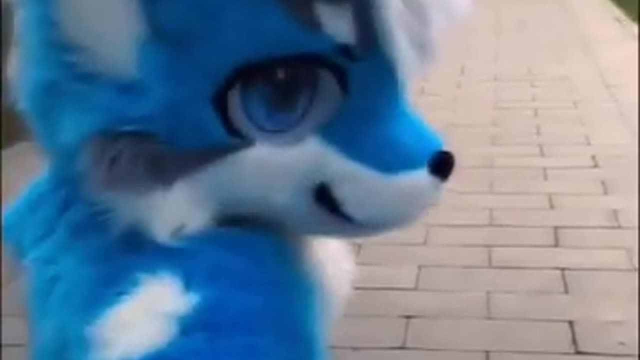 Take a walk😺