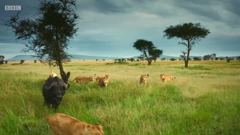animals