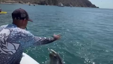Así ayudan los delfines a limpiar el mar de basura en Colombia