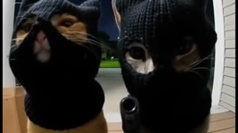 Cats violation of the law AI Generated