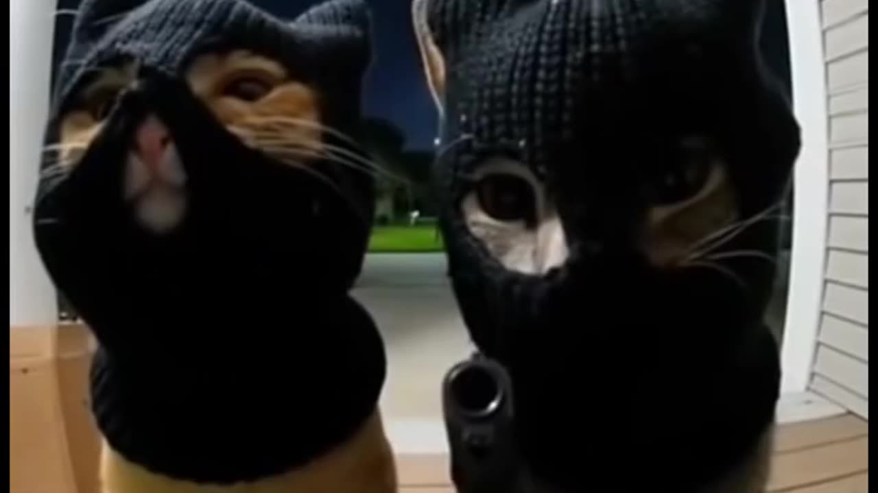 Cats violation of the law AI Generated