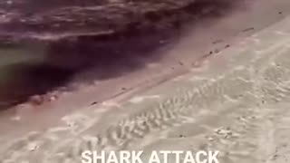 Incredible: #shark #attack #shorts #ocean #blowthisup #blood #scary #viral #tren