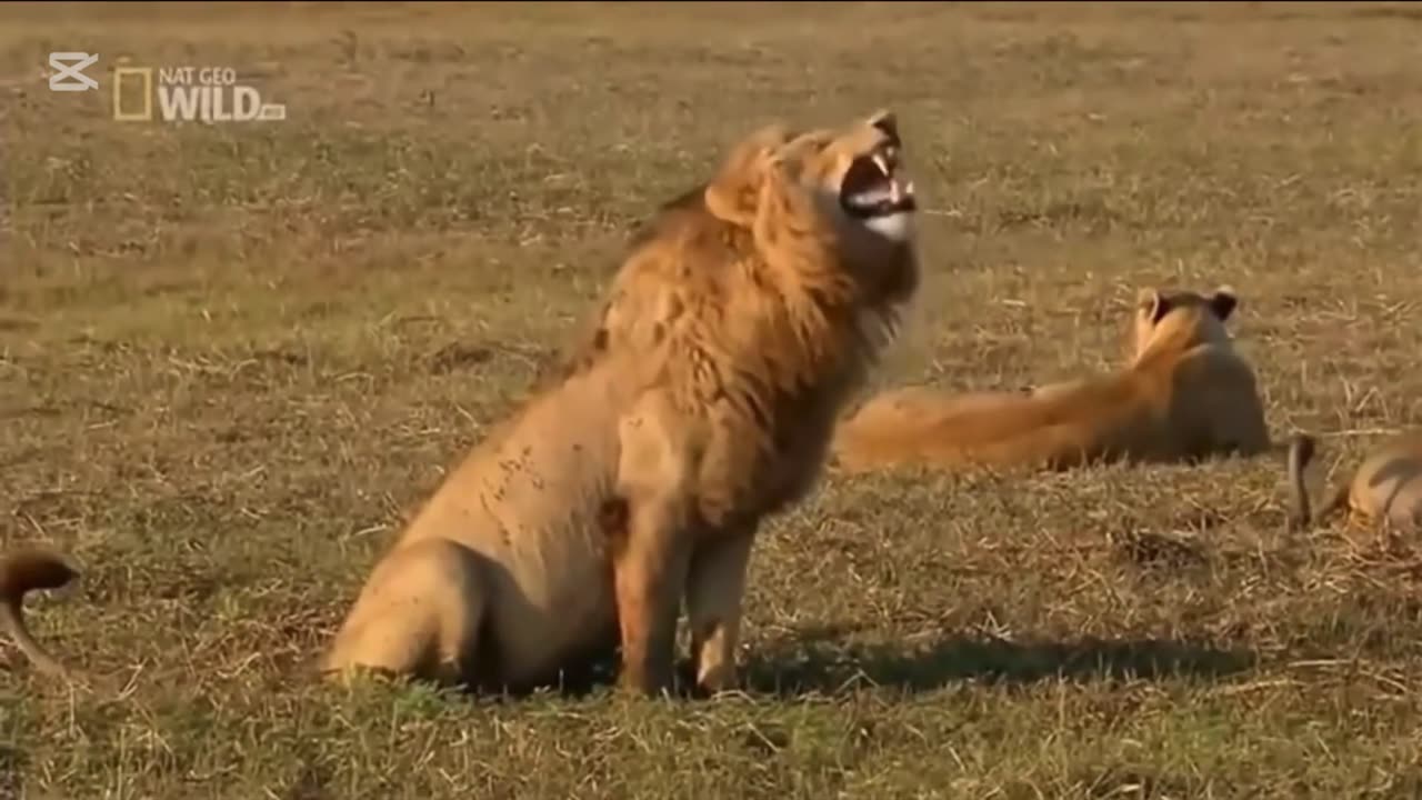 "When Lions Forget How to Climb Trees..."