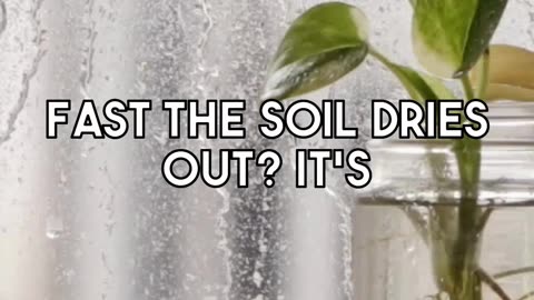 The Informed Approach to Watering Your Interior Aloe Vera