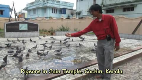 Umakant with Pigeons at Jain Temple | A Moment of Peace & Connection