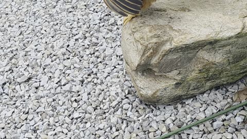 Egg Unexpectedly Pops Out of Chicken