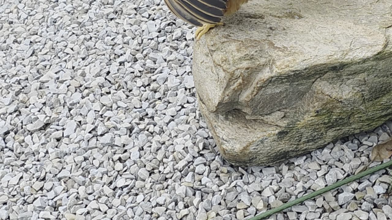 Egg Unexpectedly Pops Out of Chicken