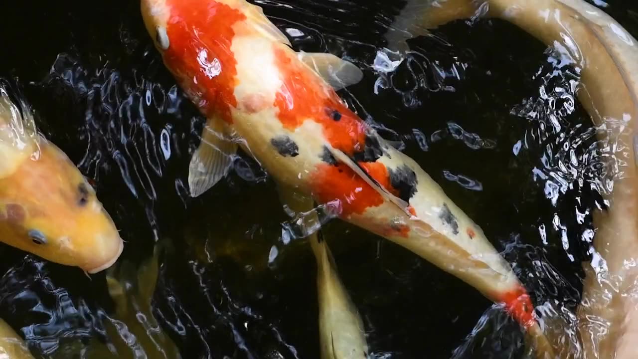 FISH AQUARIAM