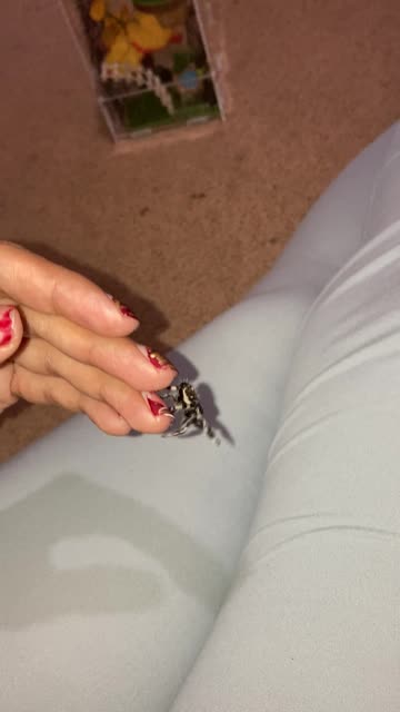 My Jumping Spider Yo-Yo