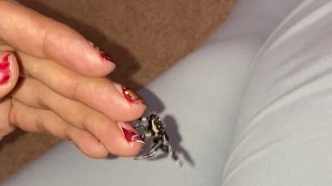 My Jumping Spider Yo-Yo