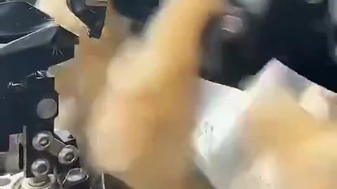 THE PEOPLE WHO DID THIS DON'T DESERVE TO BE ALIVE! PERIOD!