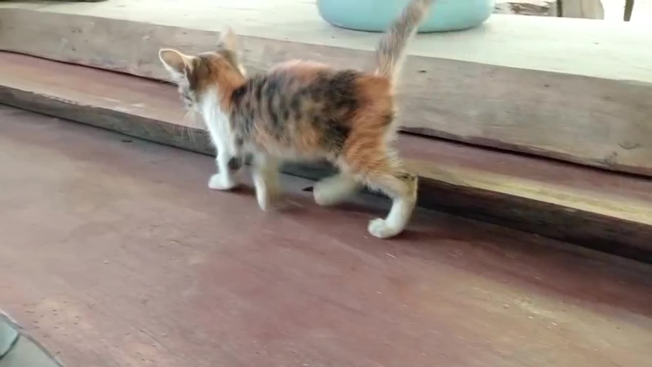 Fun Time with My Pet Cat