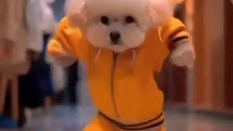 dog motercycle dance#funny vide0o#fun #funny viralvideo