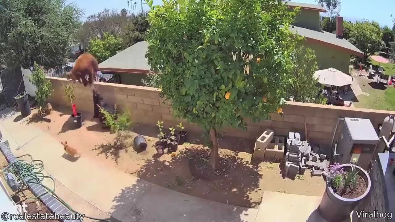 Craziest Animal Encounter Of All Time