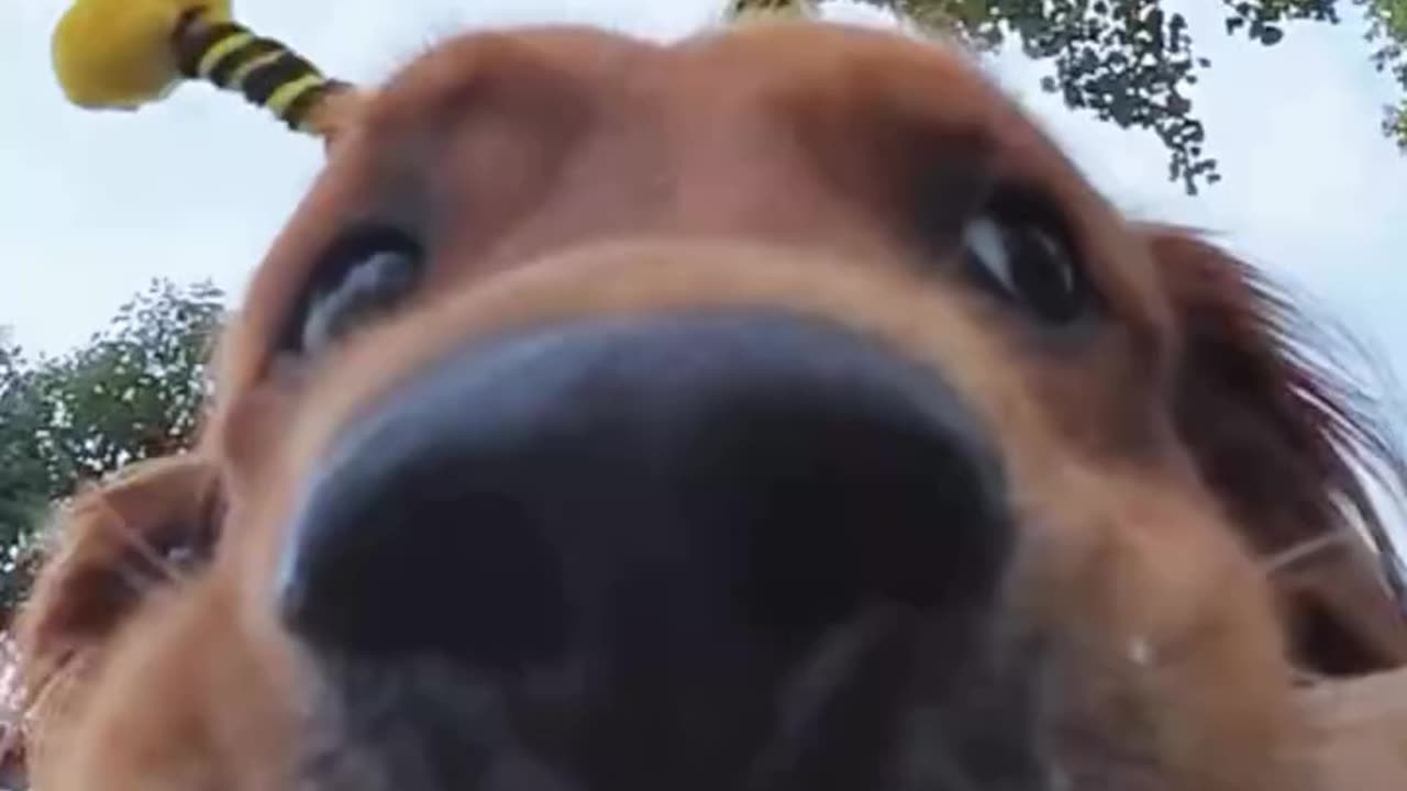 Pets & Animals (Best for dog videos)