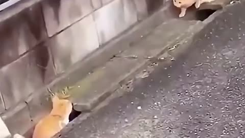 Cats Being Hilariously Dumb 😂