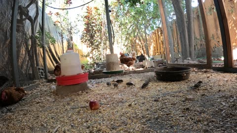 Backyard Chickens In The Morning Sounds Noises Hens Roosters!