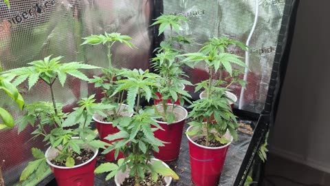 Cleaning Up The Sunset Sherbert BX Clones